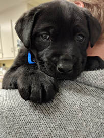 burlington pet adoption center
